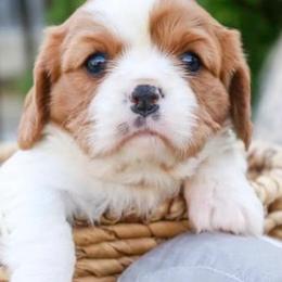 Cavalier King Charles Spaniels from Applewood Cavaliers