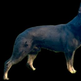 Buddy - German Shepherd