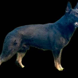 Buddy - German Shepherd
