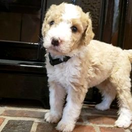 Boy 2 - Brown Bernedoodle puppy in Columbia, Missouri from Silver Creek Pups