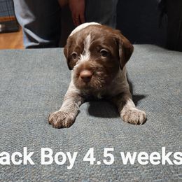 Wirehaired Pointing Griffon Puppies from Big Blue Barn