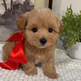 Ollie - Apricot male Maltipoo puppy in Spring, Texas from GlamPaw Maltipoos