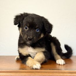 Suki - Black tri female Miniature American Shepherd puppy in Eugene, Oregon from AKC Emerald Valley Minis