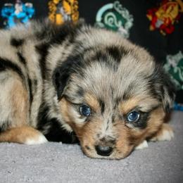 Spur - Blue merle male Miniature Australian Shepherd puppy in El Dorado Springs, Missouri from HP Aussie Kennels