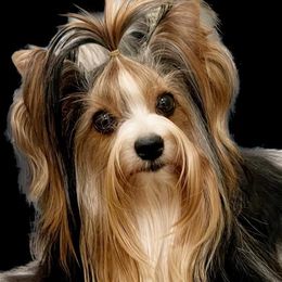 Vegaz - Biewer Terrier