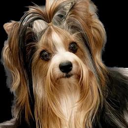Vegaz - Biewer Terrier