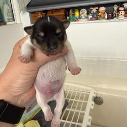Misty Pup B - White black and tan male Toy Fox Terrier puppy in Clermont, Florida from Debbie Hiles's Toy Fox Terriers