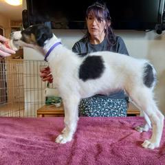 Borzoi Puppies from Cherry Hill Borzois