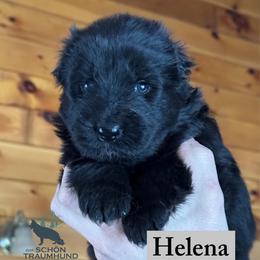 Helena - Black female German Shepherd puppy in Garland, Maine from Vom Schön Traumhund