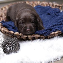Labrador Retriever Puppies from AGL Retrievers