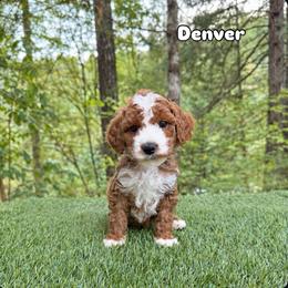 Denver - Red  male Goldendoodle puppy in Roseburg, Oregon from Dbos Furry Friends