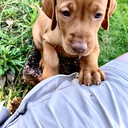 Vizsla Puppies from Gentleman Jack's Flying Vizslas