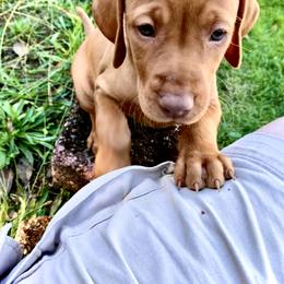 Vizsla Puppies from Gentleman Jack's Flying Vizslas