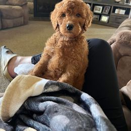 Bernedoodle and Goldendoodle Puppies from Brunsman Country Doodles LLC