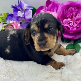 Korra - Dapple female Dachshund puppy in Exeter, California from Sawtooth Miniature Dachshunds