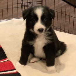 Border Collie Puppies from Best Friend Borders