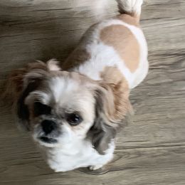 Scarlett  - Shih Tzu