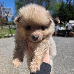 Celia - Lavender female Pomeranian puppy in Chattanooga, Tennessee from Valley Poms