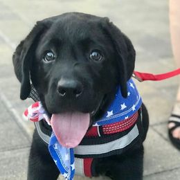 Labrador Retriever Puppies from KevMar Labradors