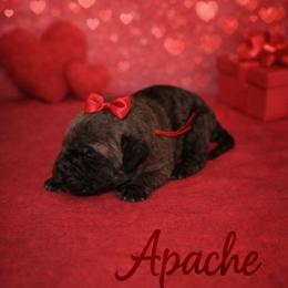 Apache - Tiger male Perro de Presa Canario puppy in Horizon, Texas from Mesquite Creek Kennels