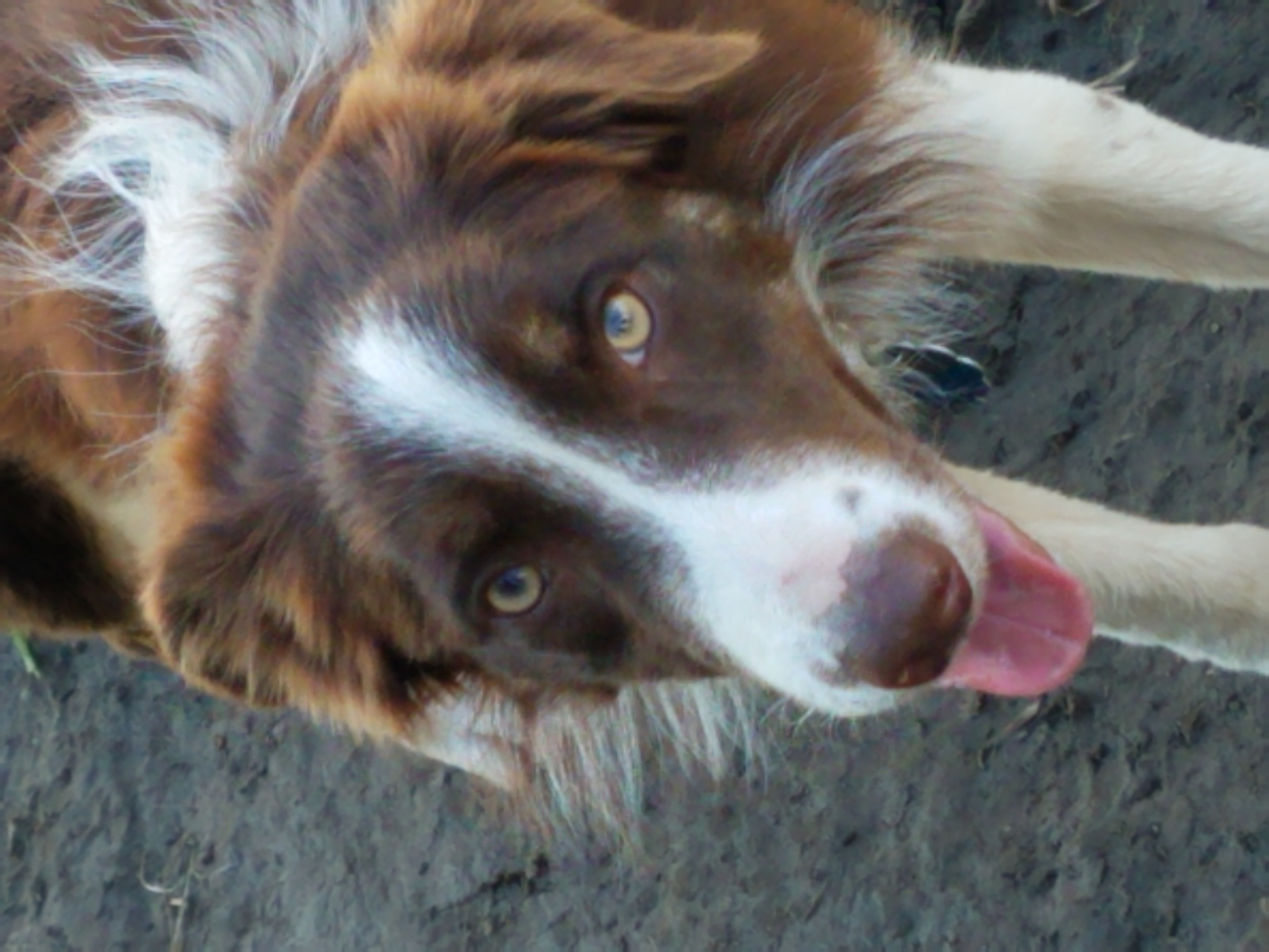 Rip - Border Collie