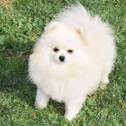 Pomeranians from Black Fox Poms