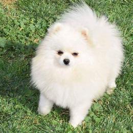 Pomeranians from Black Fox Poms