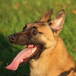 Nemesis - Belgian Malinois