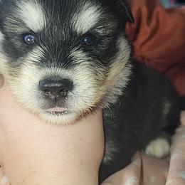 Light Blue - Black and white male Siberian Husky puppy in Swansea, Illinois from Husky B's