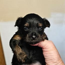Kit Kat - Liver female Yorkshire Terrier puppy in Dayton, Ohio from Little Yorkie Babies