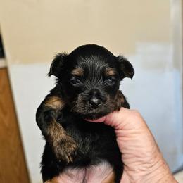 Kit Kat - Liver female Yorkshire Terrier puppy in Dayton, Ohio from Little Yorkie Babies