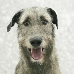 Edward - Irish Wolfhound