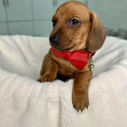 Dachshund Puppies from Harrison Farm