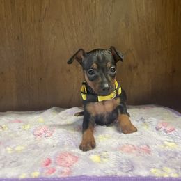 Daisy - Black and tan female Miniature Pinscher puppy in Lancaster, Missouri from White Stone Ranch