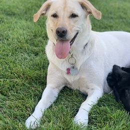 Labrador Retrievers from Lush Haven Retrievers