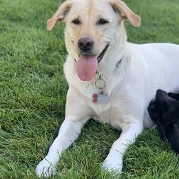 Labrador Retrievers from Lush Haven Retrievers