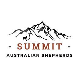 Australian Shepherd Puppies from Summit Australian Shepherds