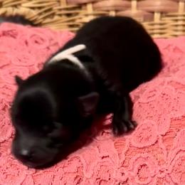 White collar - Black female Pomeranian puppy in Eden, North Carolina from Whippoorwill Pomeranians
