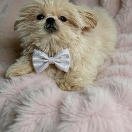 Cartier - Gold male Shih Tzu puppy in Riverside, California from Be Dazzled Shihtzu