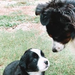 Aussiedoodles and Miniature Australian Shepherds from M&M Aussies and Doodles