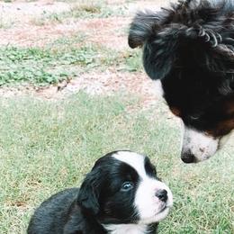 Aussiedoodles and Miniature Australian Shepherds from M&M Aussies and Doodles