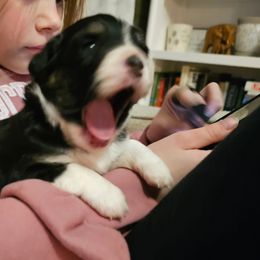 Miniature Australian Shepherd Puppies from Carter's Cuties
