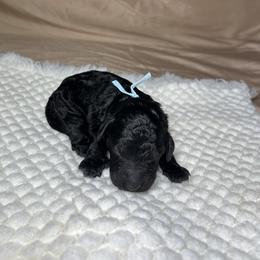 Apollo - Black male Goldendoodle puppy in Palmetto Bay, Florida from SOMIDOODLES