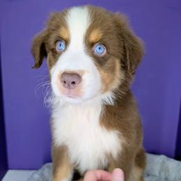 Jasmine3Boy5- RTM,NBT, blue eyes likely, CHIC-OFA-DNA-AKC Titled Parents - Red tri-color male Australian Shepherd puppy in South Hill, Virginia from Silverside Aussies LLC