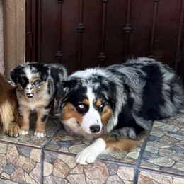 Australian Shepherds from Rampaige and Rambeau’s puppies