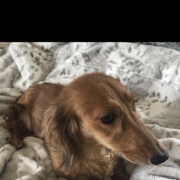 Sienna - Dachshund