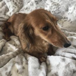 Sienna - Dachshund