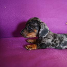 Gus - Dapple male Dachshund puppy in Quemado, New Mexico from TNT Dachshunds