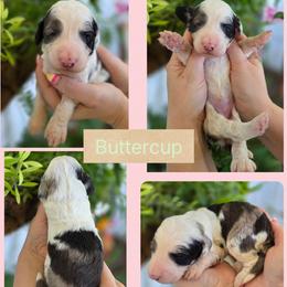Buttercup - Merle female Goldendoodle puppy in Decatur, Tennessee from Diamond's Doodles