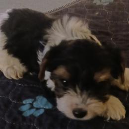 Noble Legacys Precious Madison - Black tan and white female Biewer Terrier puppy in Vancouver, Washington from Noble Legacy Biewers